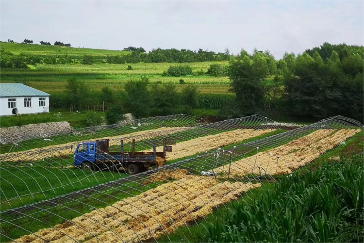 阿荣旗复兴镇金花金果村中栽产旅融合客自来