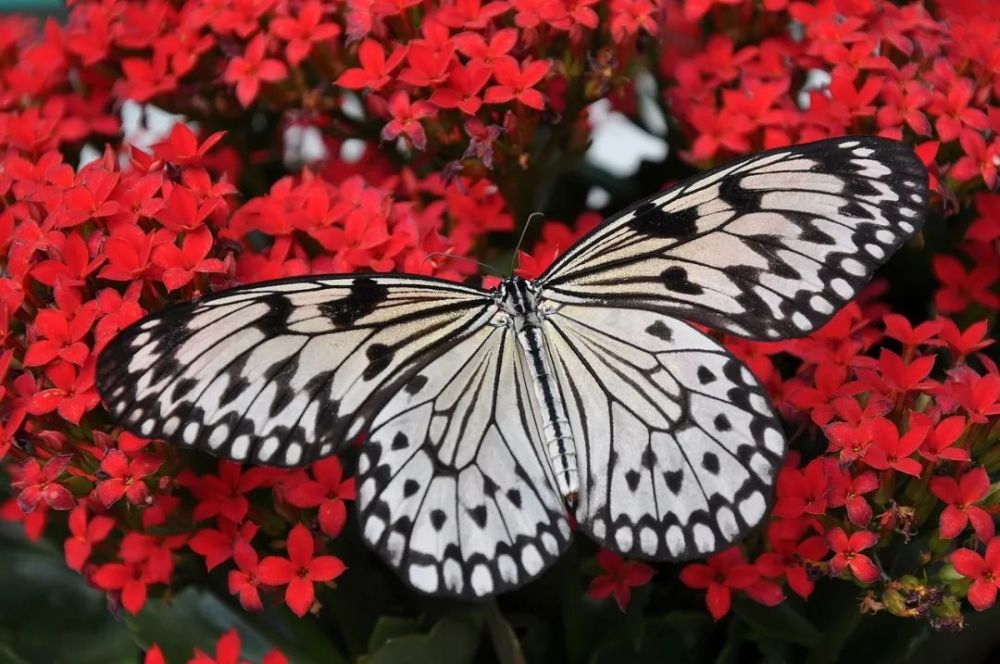 教师节送什么花（教师节送什么花给老师合适手工花） 第4张