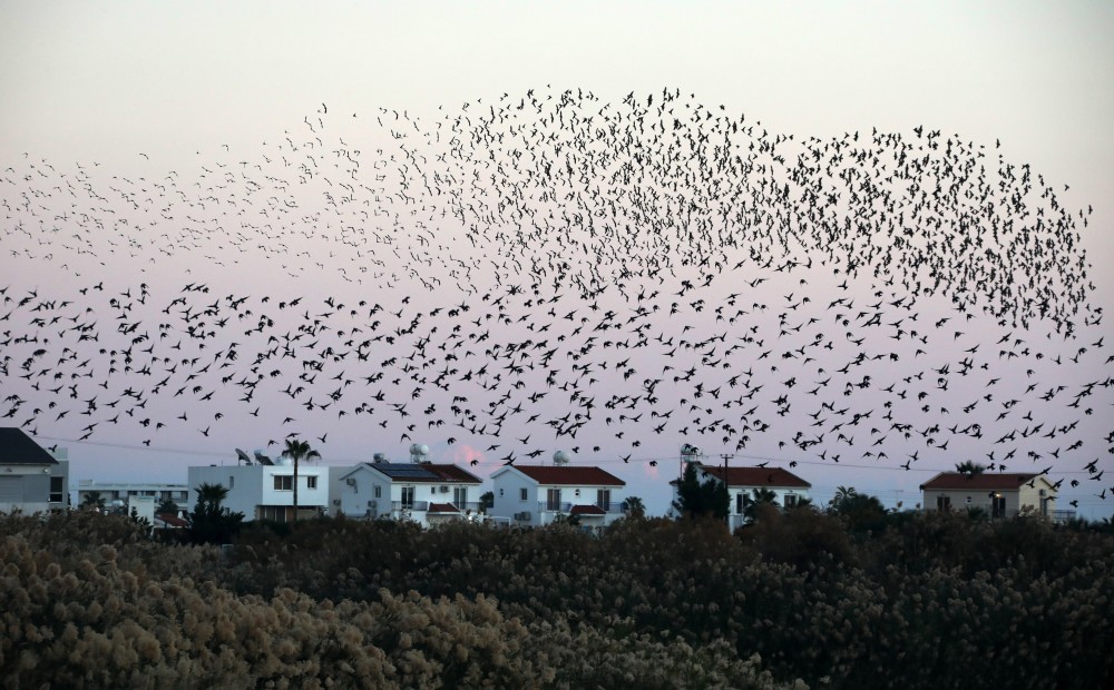 (外代二线)椋鸟群
