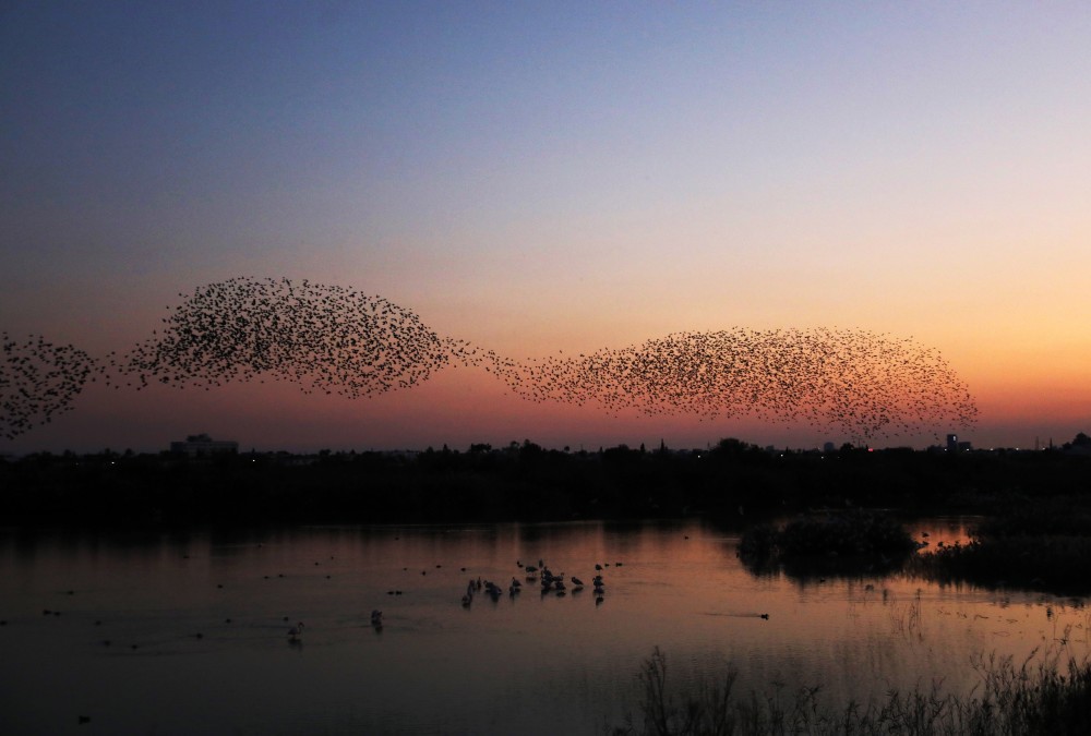 (外代二线)椋鸟群