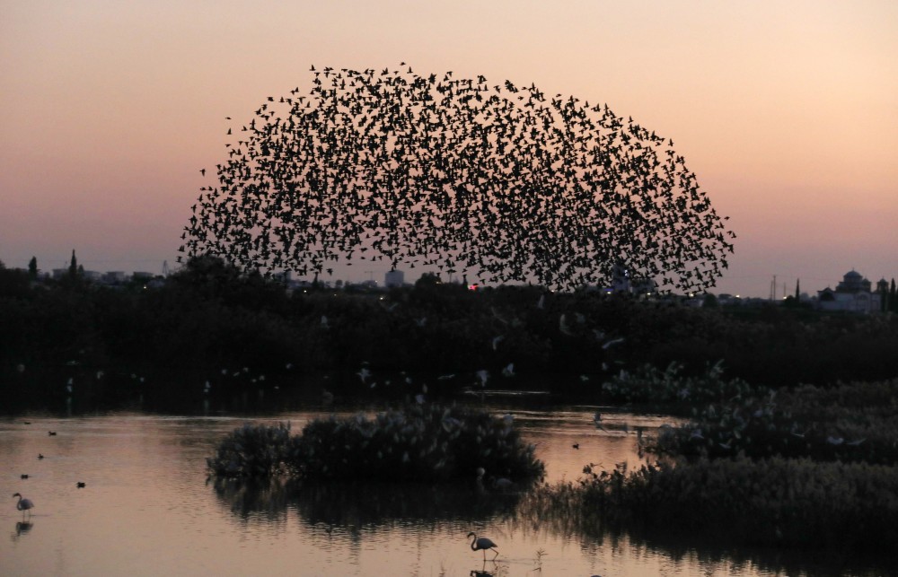 (外代二线)椋鸟群