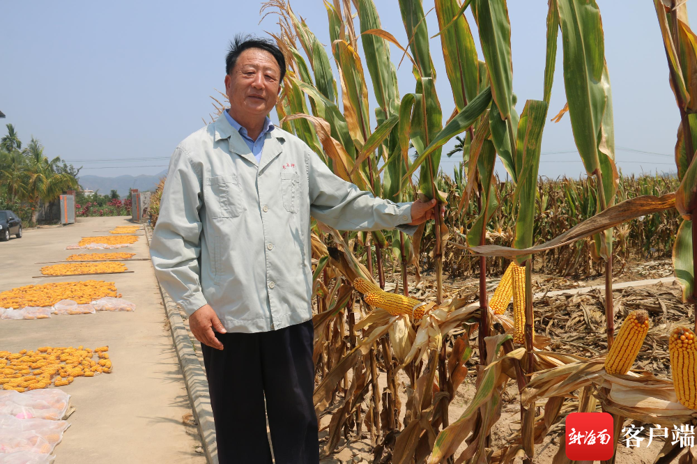 果然有种非凡南繁中国紧凑型杂交玉米之父李登海七次创造我国夏玉米