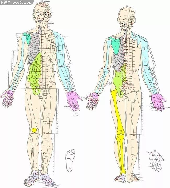 世界艾乡资讯-经络|中华五千年之人体经络-艾灸资讯-世界艾乡官方网站