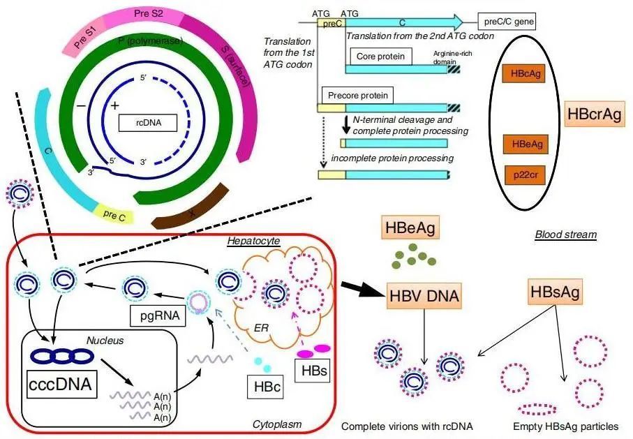 hbv相关病毒学标志物包括常用的乙肝五项[hbsag,抗-hbs,hbeag,抗-hbe