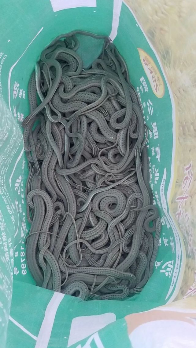 莎车公安破获新疆首例捕猎陆生野生花条蛇案