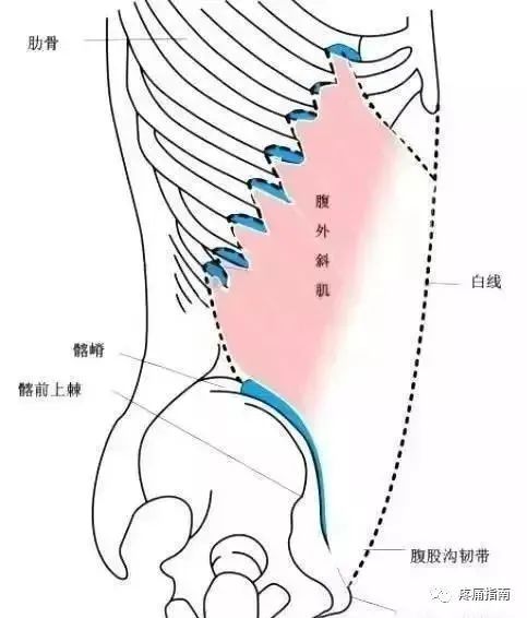 肋角 腾讯网