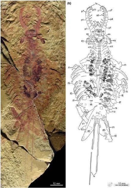 南京古生物研究所(南京古生物研究所王军)