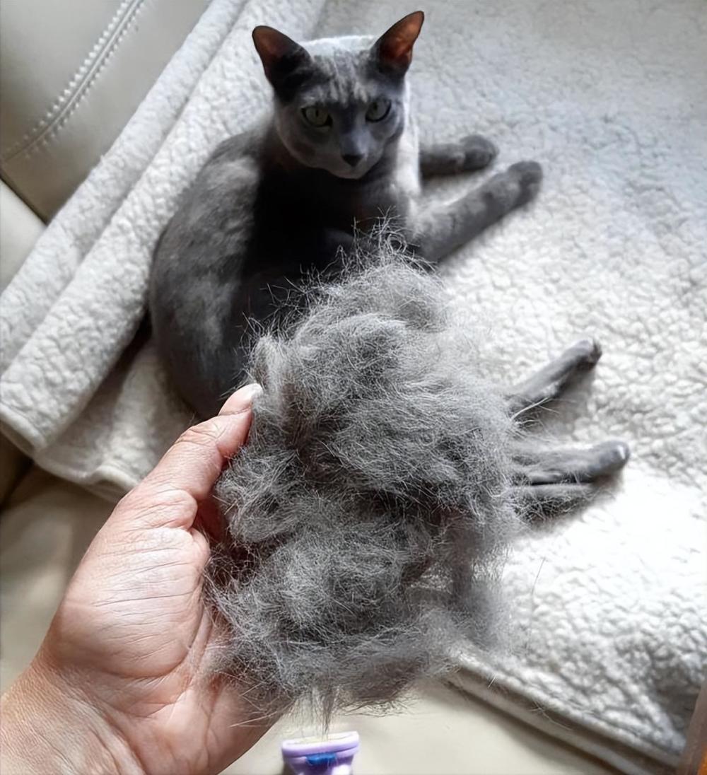 你家猫掉下来的猫毛都用在哪里了网友人才真的太多