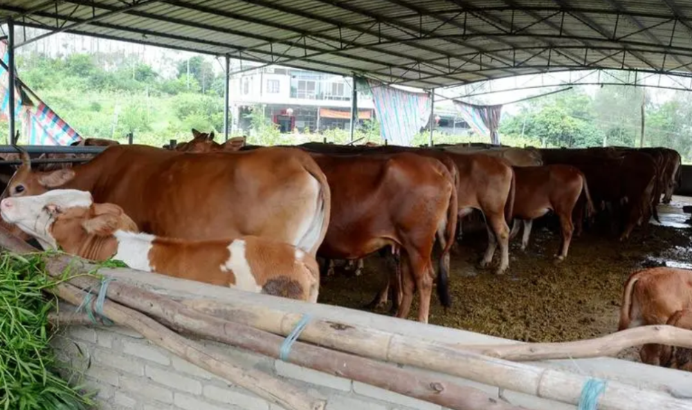 农村养牛需要办理什么手续新手养牛需注意这四要点!