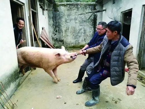 磨刀杀猪图片 表情包图片