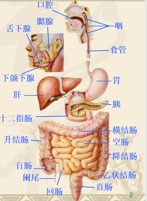 消化系统包括:消化管和消化腺两大部分