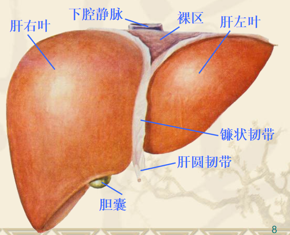 肝右叶在什么位置图片图片