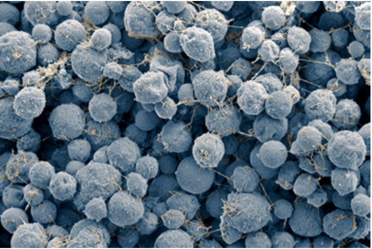 八叠球菌形态图片
