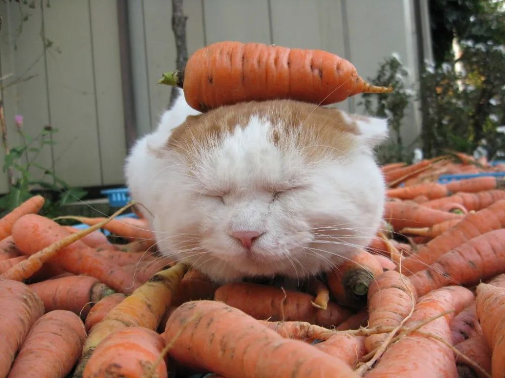 不爱吃蔬菜的猫图片