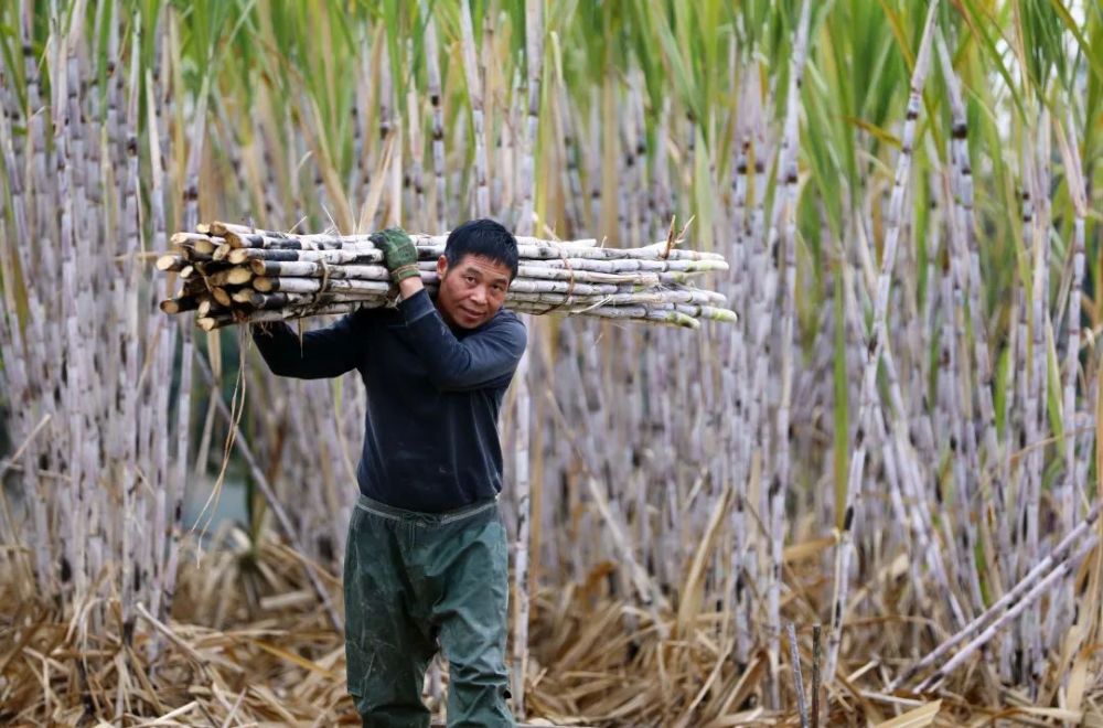 1月11日,在融安县大良镇龙山村,一名蔗农在把砍收的甘蔗扛出蔗田