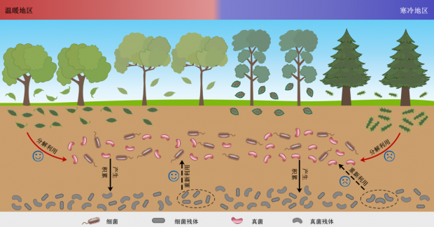 森林土壤微生物残体动态变化示意图图源:参考文献2森林是陆地生态系统
