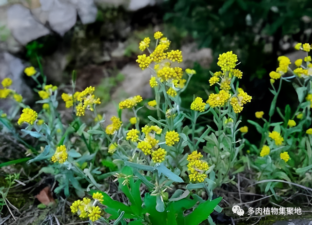 其中就有清明蒿,一面青,鼠密艾,酒麴絨,鼠耳,無心草,水蒿,黃花曲草