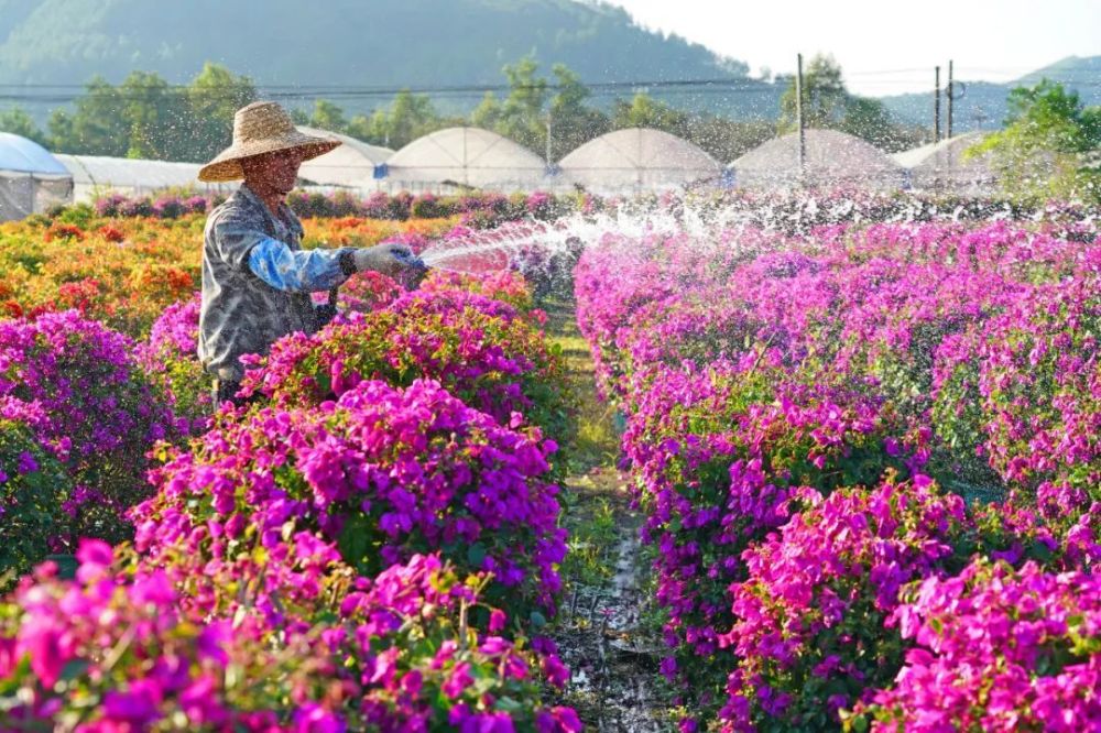 图说丨天堂镇十里花卉长廊惹人醉