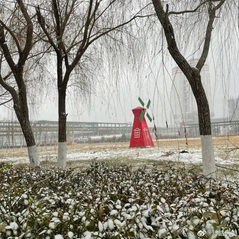 下雪了下雪了聊城真的下雪了多圖實拍超美雪景來襲