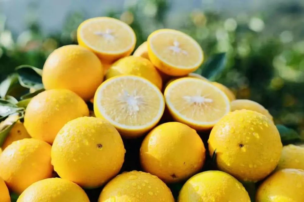 春节好手信萝岗甜橙来这里亲手摘