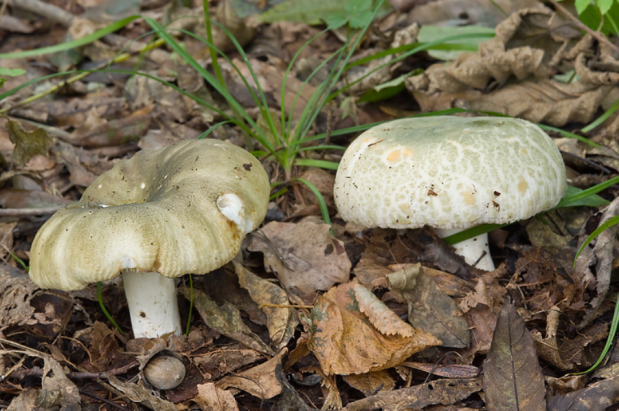 葉綠紅菇和右邊的青頭菌(變綠紅菇)russula virescens是兩種不同的