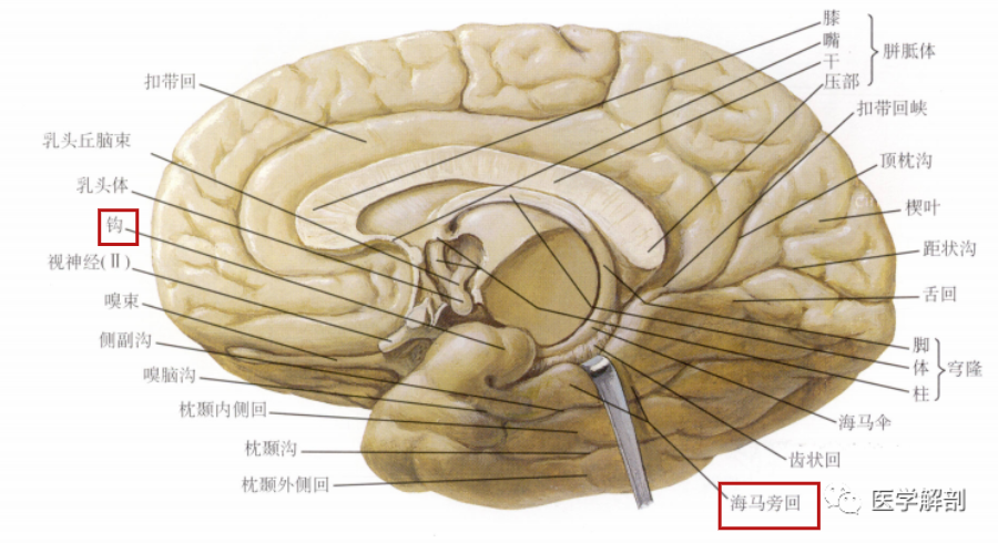 疝表現為雙側顳葉疝入小腦幕切跡;間腦向顱底方向受壓;中腦/腦橋下移