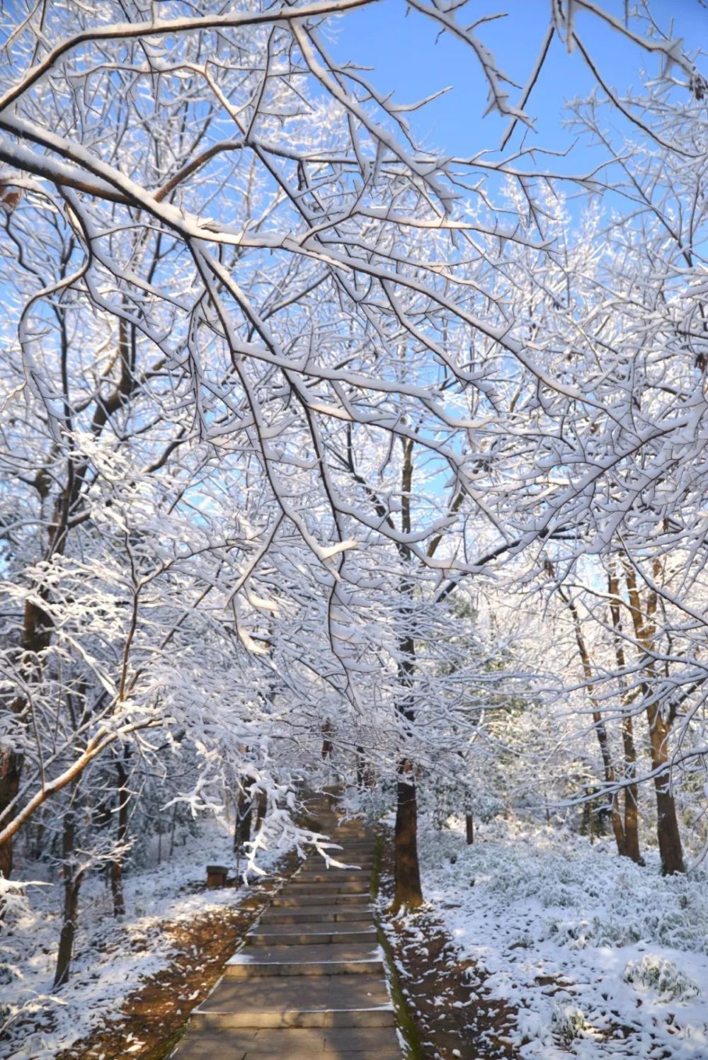 快来敬亭山赏雪吧~雪景可不等人哦抓住这美好的时光,美好的风景吧~小