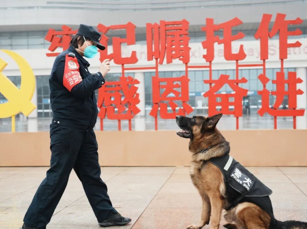 警犬训练口令手势手册图片