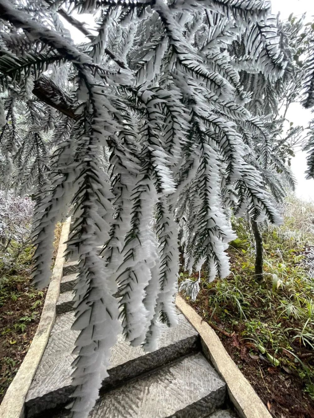 树挂冰花花岗岩图片