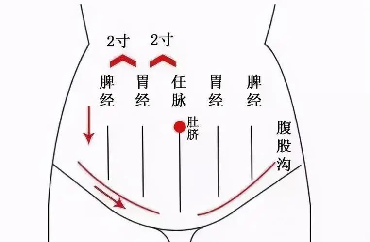 腹部任脉的准确位置图图片