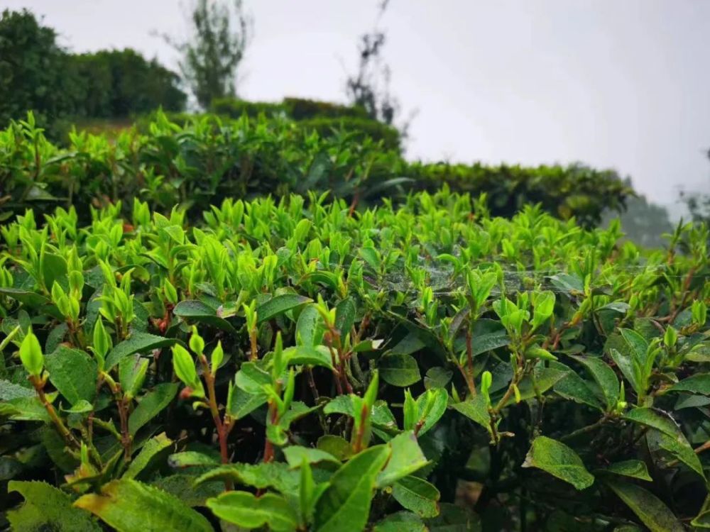 18,28年陈老六堡茶,被誉为可以喝的古董丨非遗传承人监制_腾讯新闻