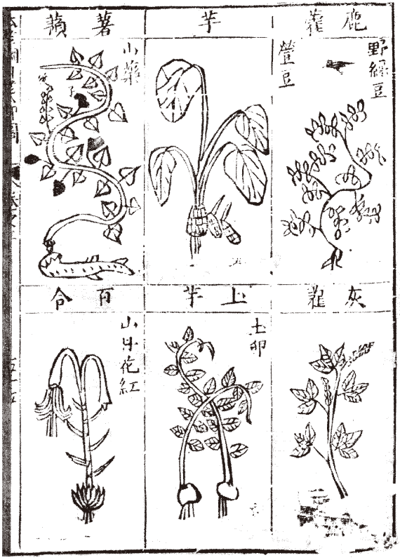 本草纲目书简笔画图片