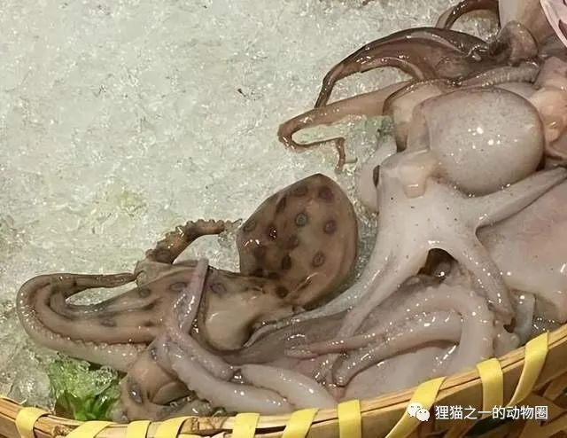 后怕！网友吃火锅菜品中发现蓝环章鱼，煮熟都没办法化解其剧毒