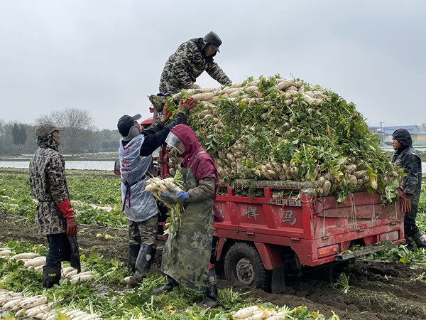 1月16日,氣溫接近0度,在潼南區桂林街道雙壩蔬菜基地,菜農們正在田間