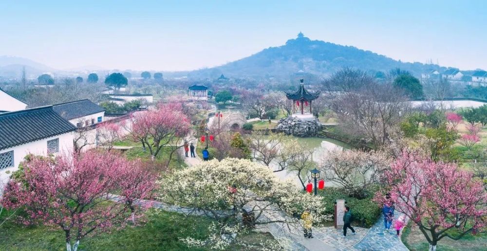 赏"梅"景如画,品地道年味提前体验2023苏州太湖梅花节在"江南年味'梅