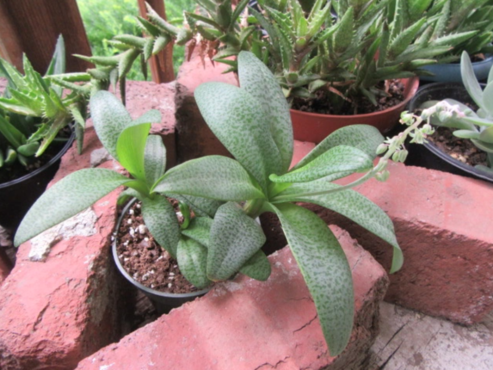 葉色斑斕的油點百合,室內也能養開花,可以輕鬆繁殖的球根植物_騰訊