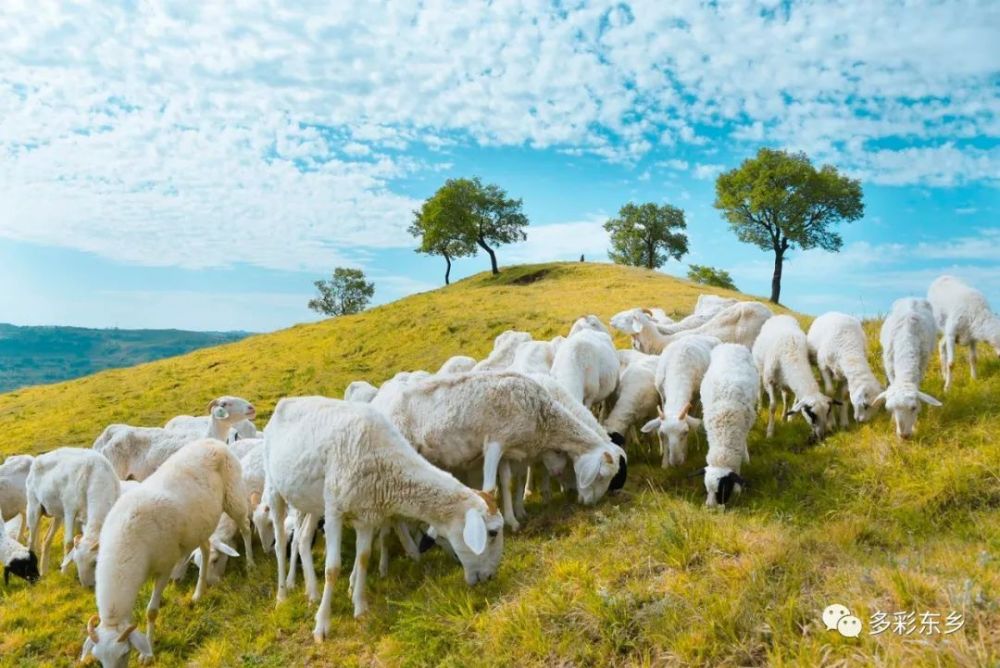 "八有八美"东乡——这里有地道的手抓贡羊 独特美食味美东乡(五)_腾讯