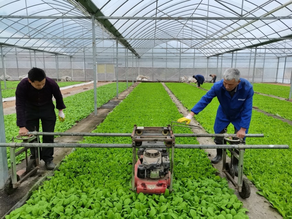 江西永豐三點發力助推菸葉規模化種植