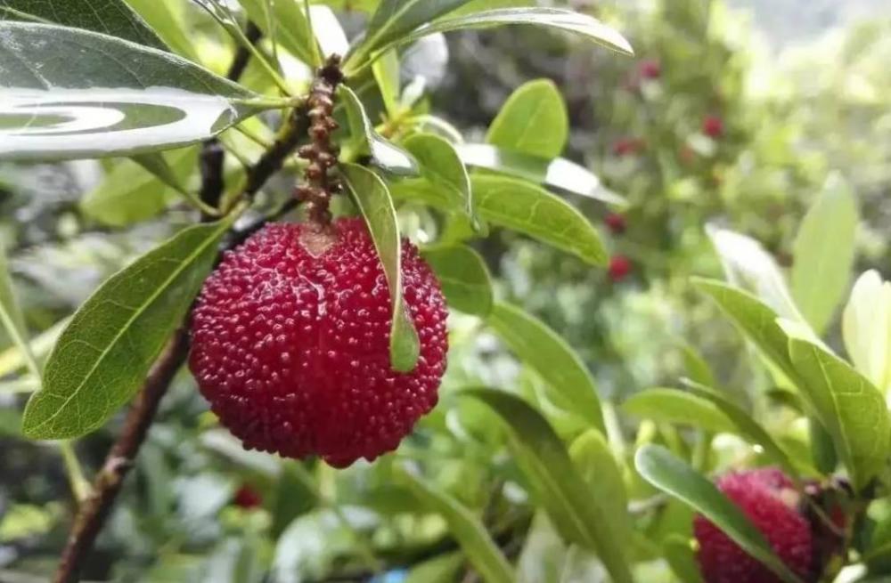 茶山丁岙杨梅红盘绿蒂酸甜多汁满满的初恋味道