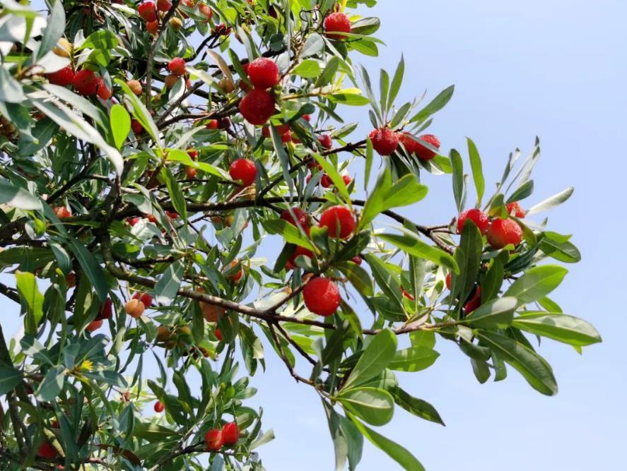 茶山丁岙杨梅红盘绿蒂酸甜多汁满满的初恋味道
