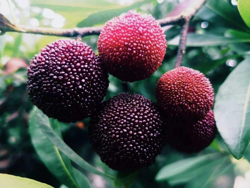 茶山丁岙杨梅红盘绿蒂酸甜多汁满满的初恋味道