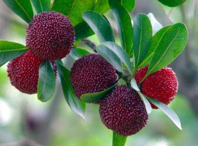 茶山丁岙杨梅:"红盘绿蒂"酸甜多汁,满满的"初恋"味道