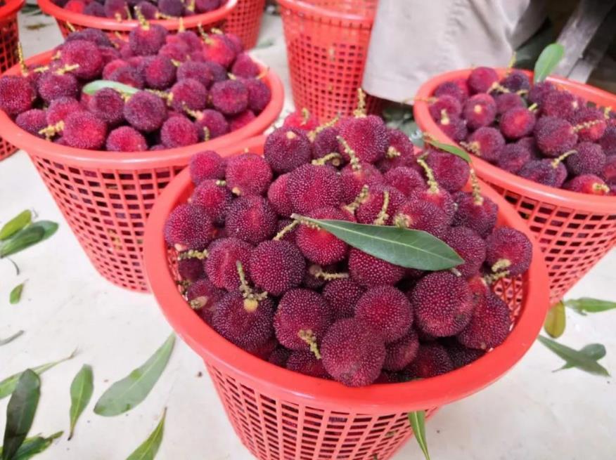 茶山丁岙杨梅红盘绿蒂酸甜多汁满满的初恋味道