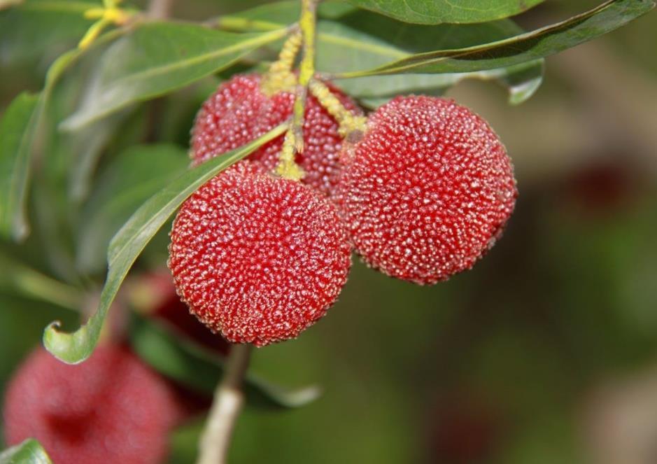茶山丁岙杨梅红盘绿蒂酸甜多汁满满的初恋味道