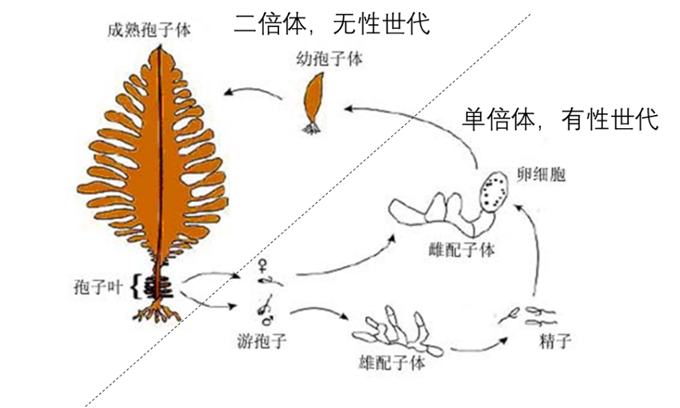 日料店常吃的中华海藻竟然有3种性别