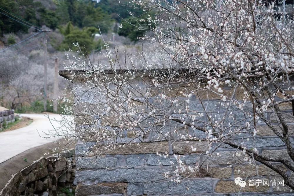 沦陷了普宁的梅花怒放花海美如画附赏梅攻略