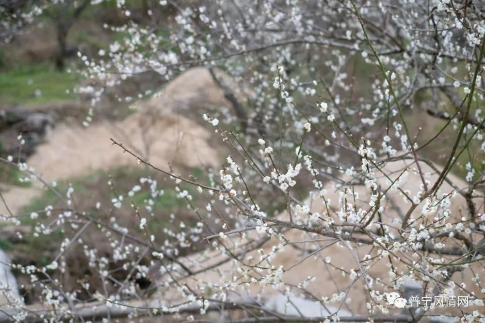 沦陷了普宁的梅花怒放花海美如画附赏梅攻略