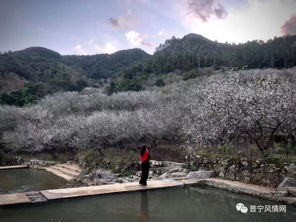 沦陷了普宁的梅花怒放花海美如画附赏梅攻略