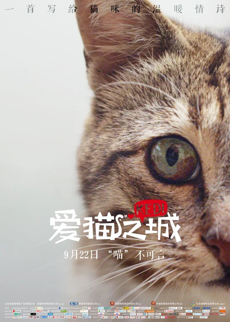 来呀一起吸猫这7部猫咪纪录片每一帧都萌化你的心