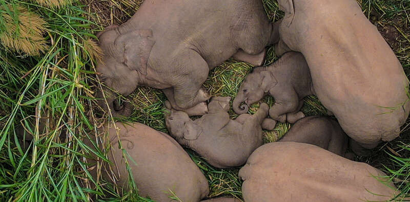 在云南普洱江城县境内,一个象群正在集体睡觉休息.